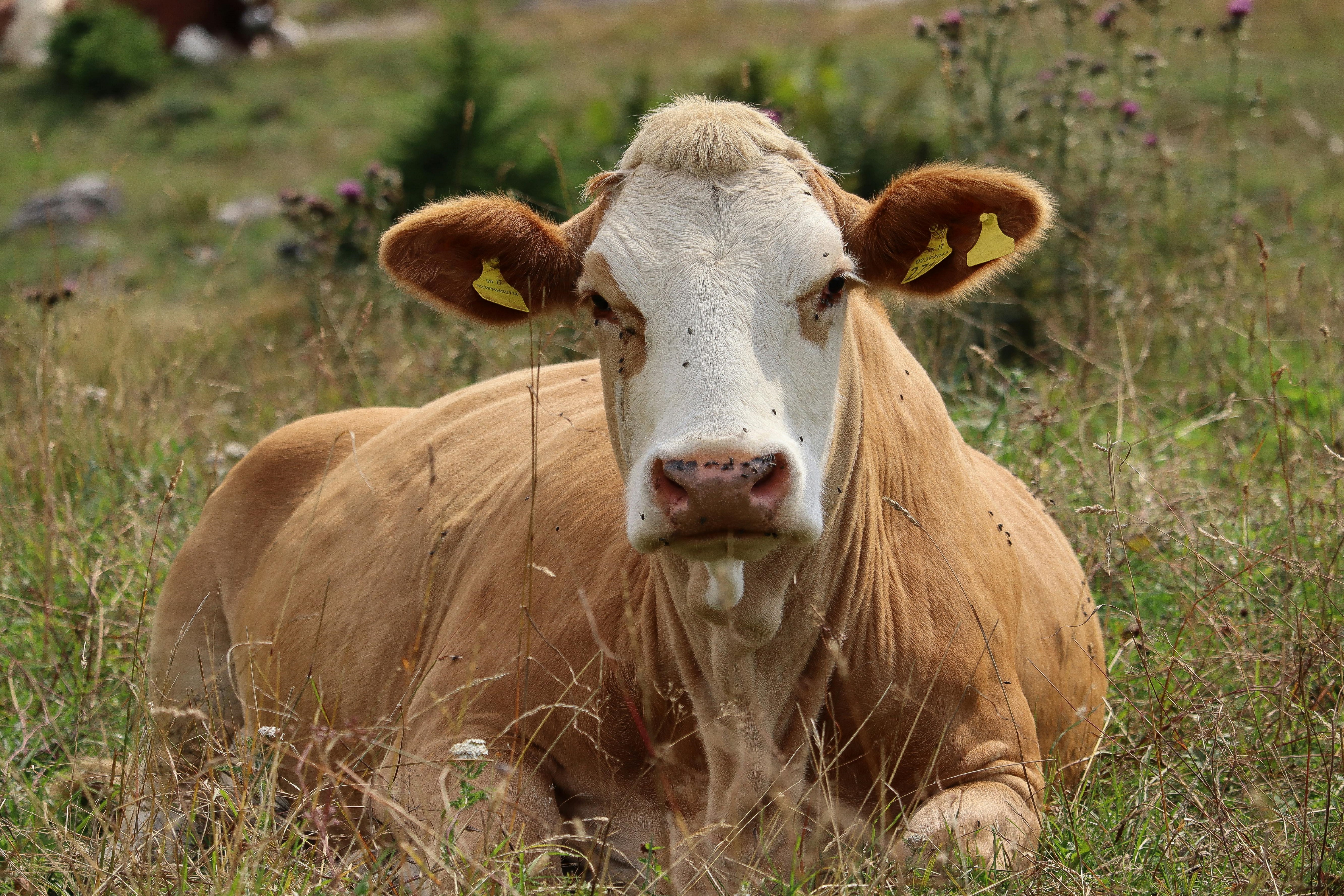 Beef Cattle