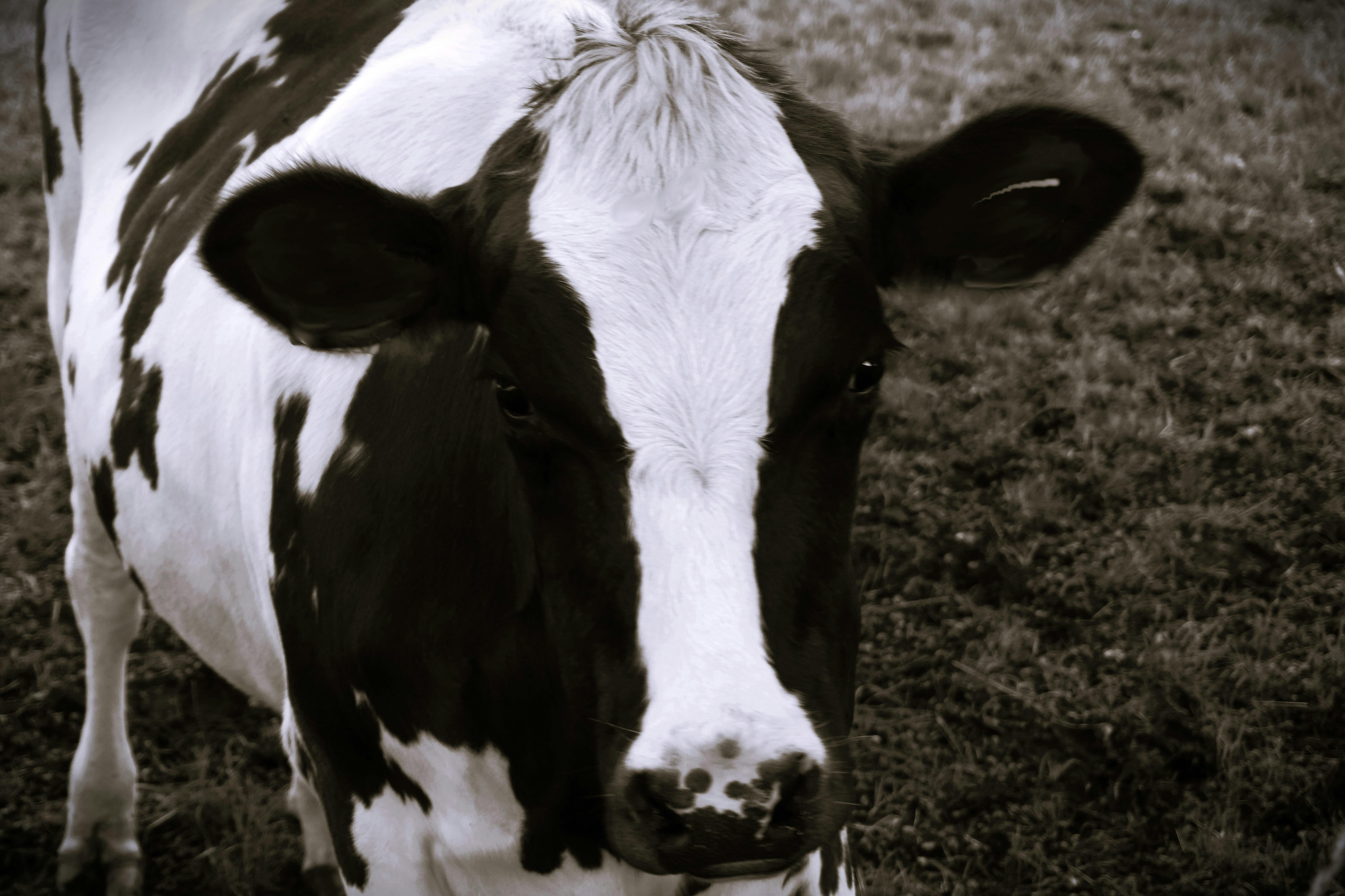 Dairy Cattle