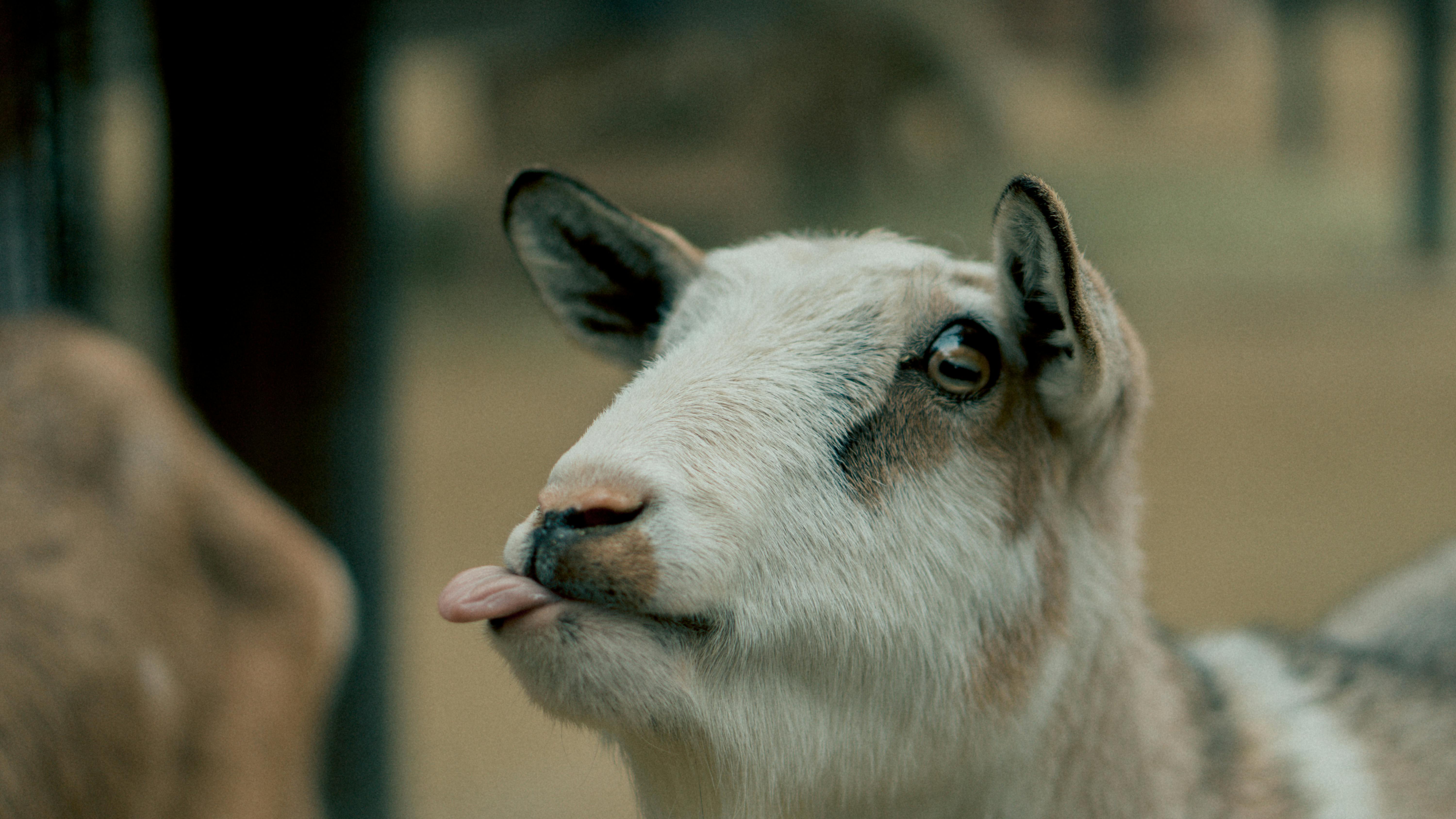 Goats