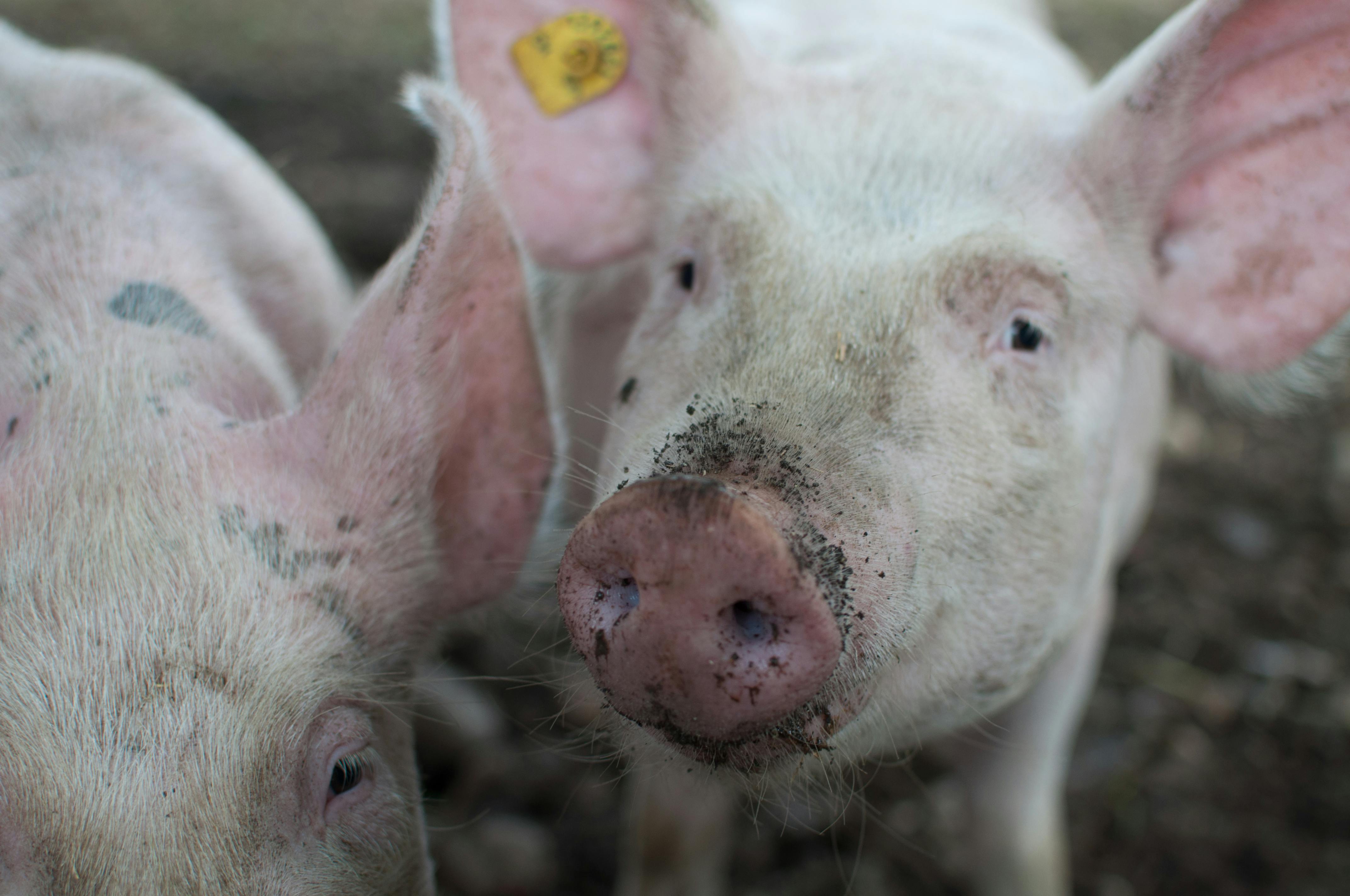 Pigs
